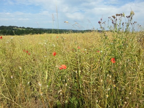 Glasshampton meadow